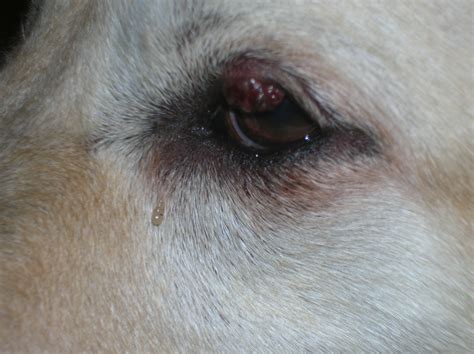 My Dog Has A Sty On Her Upper Eyelid And Her Eye Is Red It