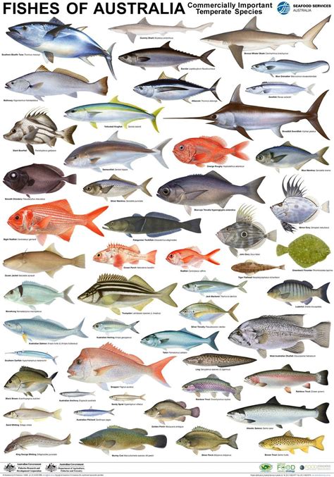 Poster Temperate Fish Types Of Fish Fish Chart Fish Art