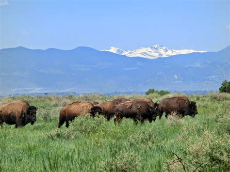Denver Co Rocky Mountain Arsenal National Wildlife Refuge Explore