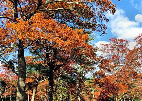 Oak Trees In Fall Photograph By Janice Drew Fine Art America