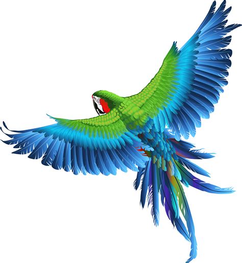 Parrot Clip Art Transparent