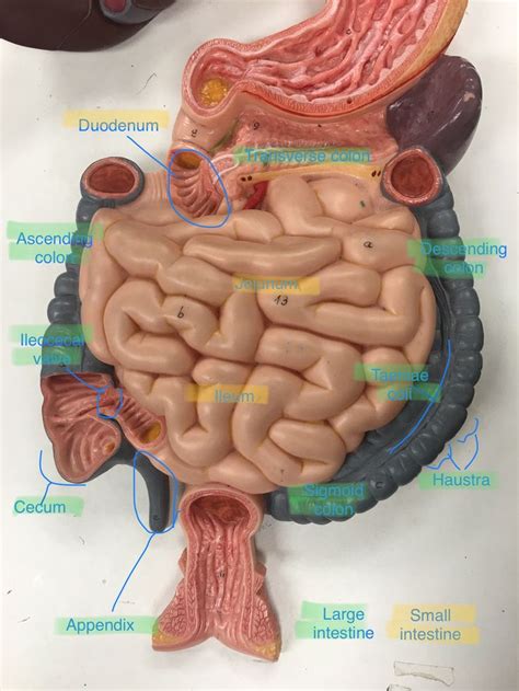 Small and large intestine labeled Anatomía