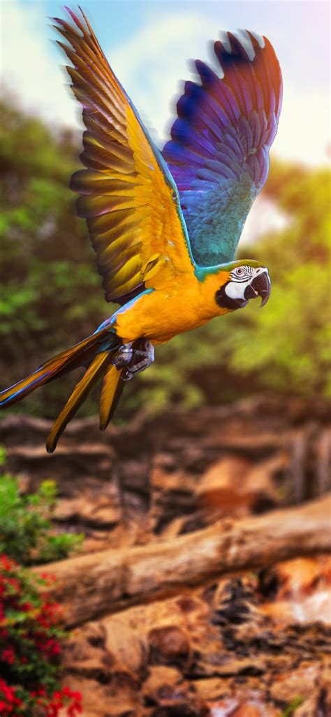 Macaw Fly Hd Mobile Wallpaper Parrot Hd Mobile Walls