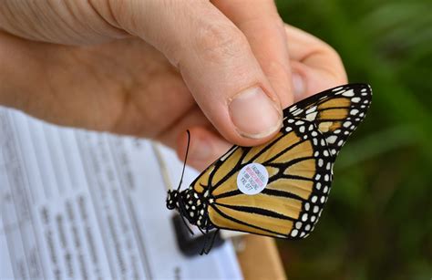 Butterfly Education Program Tremont Institute