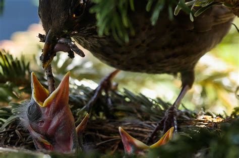 3 Ways To Help Birds During Nesting Season Chirp Nature Center