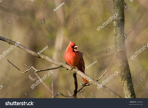 Male Northern Cardinal Perched On Branch Stock Photo 3258034 Shutterstock