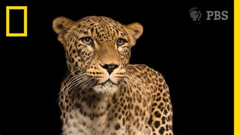 A Photo Session With One Of The Worlds Rarest Big Cats