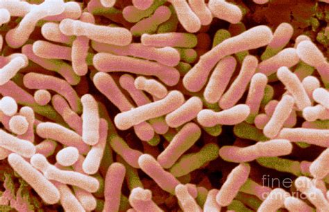 Bifidobacterium Animalis Photograph By Scimat Pixels