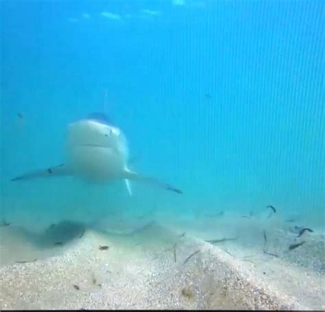 Thousands Of Blacktip Sharks Are Hanging Out On Floridas Coast Right