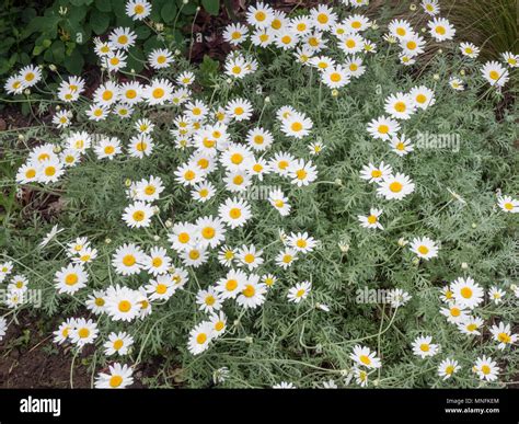 The White Daisy Flowers And Silver Foliage Of Anthemis Punctata