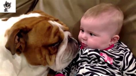 Funny Cats And Dogs Love Babies Compilation 2014 Youtube