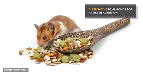 can hamsters eat almonds [a detailed guide to feeding]