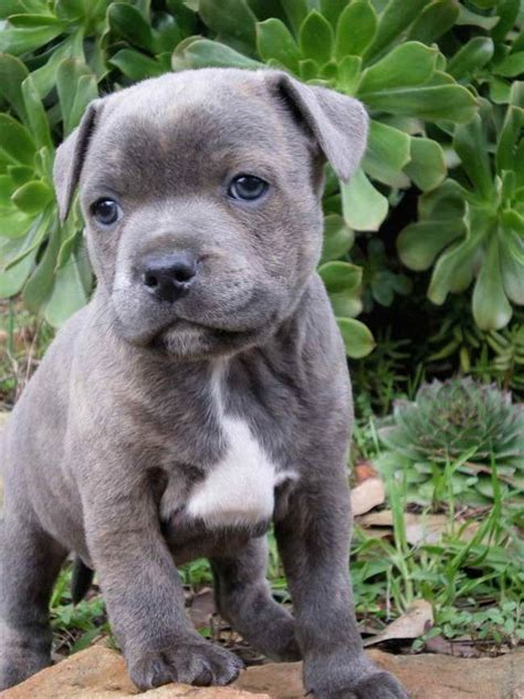 Blue Staffordshire Bull Terrier Puppy Pitbull Staffordshire Bull