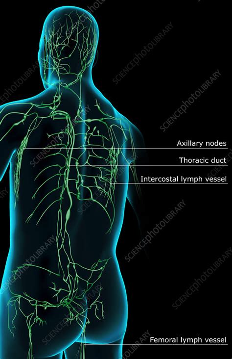 The Lymph Supply Of The Upper Body Stock Image F0017255 Science