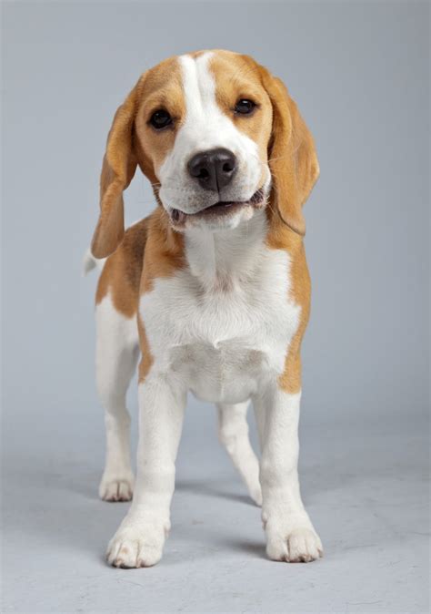 25 Fascinating Lemon Beagle Facts