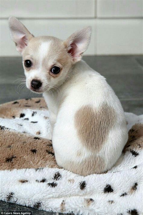 Chihuahua Puppies Care Follow This Bulu Puppie