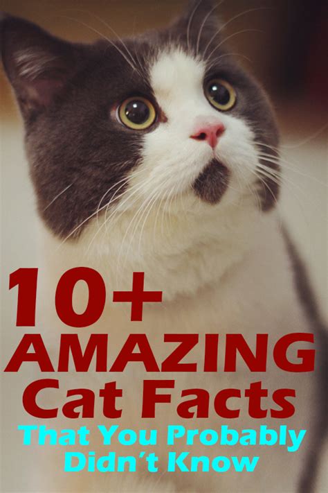 10 Amazing Cat Facts That You Probably Didnt Know Cat Facts Cats