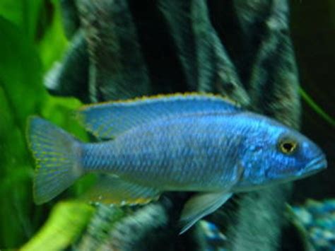 Photo 1 Electric Blue Ahli Arowana Jack Dempsey X3 Gr