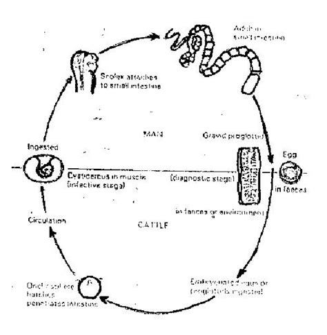 Life Cycle Of Beef Tapeworm Download Scientific Diagram