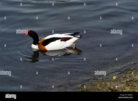 Slimbridge Wetlands Centre Waterfowl Stock Photo Alamy