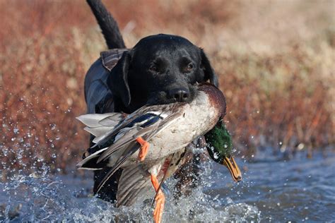 What Are The Best Duck Hunting Dogs Rhrcemeteryandfuneralhome