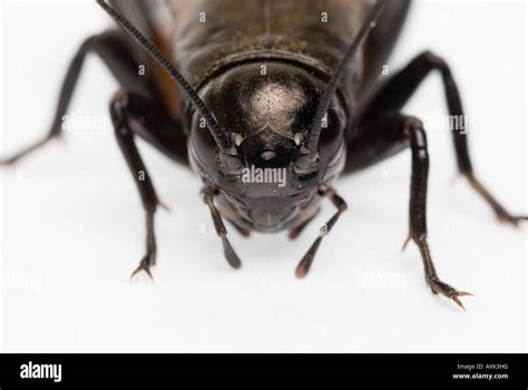 Black Or Field Cricket Gryllus Bimaculatus Stock Photo Alamy