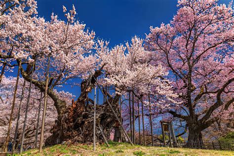 The 3 Great Cherry Trees Of Japan — Travel Japan With Amnet
