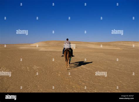 Tunisia Nefta Camel Ride Stock Photo Alamy