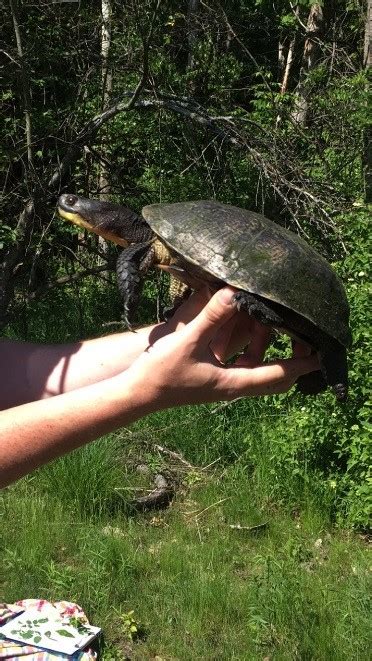 For 242 Elements Of Proj Supervision In Forestry Blandings Turtle