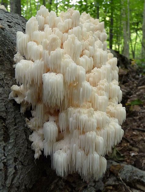 White Edible Mushrooms Pictures All Mushroom Info