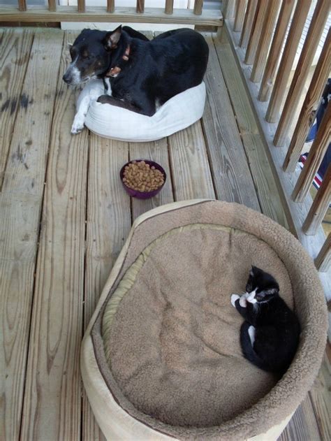 28 Stolen Dog Beds That Reiterate Cats Are Stingy Jerks