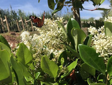 Wax Leaf Privet Ligustrum Japonicum Texanum Chew Valley Trees Leaf