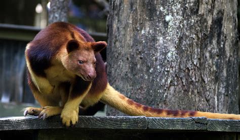 Wildlife Tree Kangaroo Animal Facts And Photos