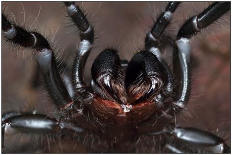 Southern Tree Funnel Web Spider Hadronyche Cerberea Flickr