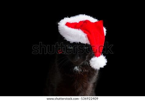 Black Cat Santa Hat Looking Down Stock Photo 536922409 Shutterstock