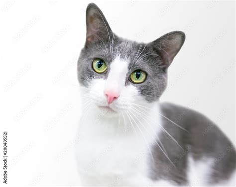 A Gray And White Domestic Shorthair Cat With Green Eyes Stock Photo
