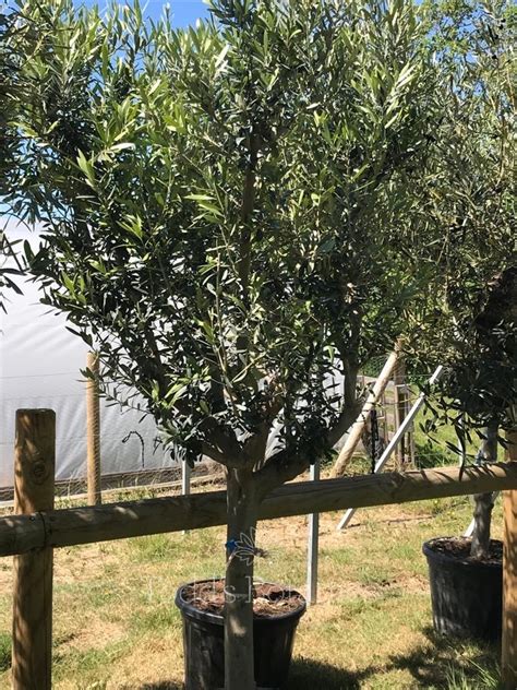 Olive Trees > Mature Olive Tree Strong, thick trunk