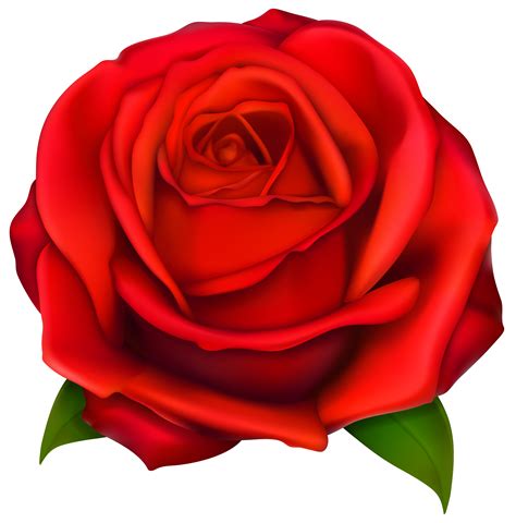 Red Rose Clip Art Clipart Best