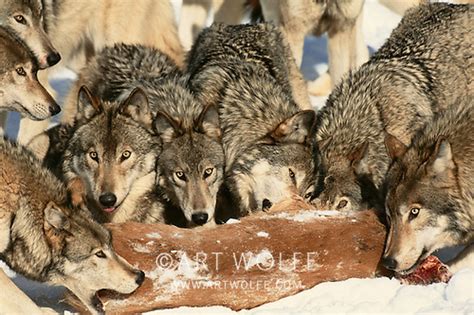Gray Wolves Eating Images And Pictures Becuo