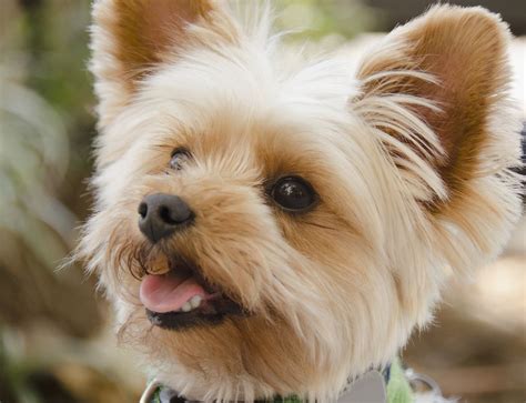 Yorkshire Terrier Full Profile History And Care