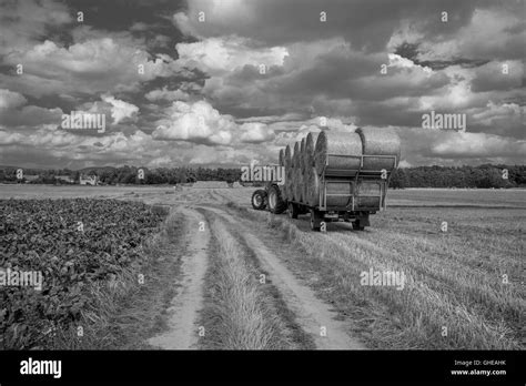 Dirt Road Among Fields Tractor Trailer Full Of Straw Bales Cloudy Sky