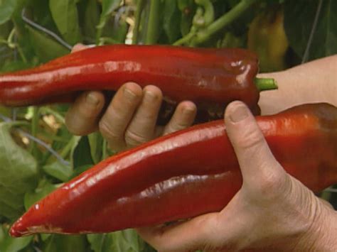 Heirloom And Hybrid Vegetables Hgtv