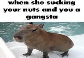 When She Sucking Your Nuts And You A Gangsta Blank Meme Template When She Sucking Your Nuts