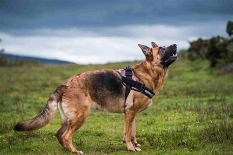 German Sheppard German Shepherd Breed Information Guide Facts And
