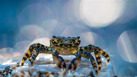 Crustacean Crab In Bokeh Background Hd Crab Wallpapers Hd Wallpapers