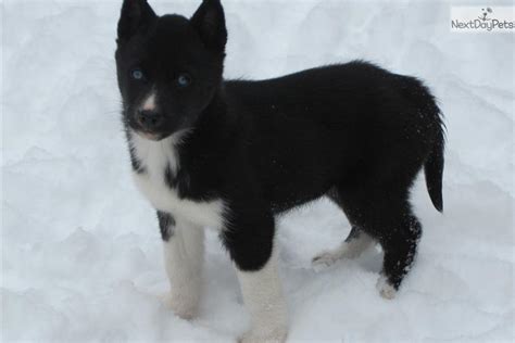 All Black Husky Puppies With Blue Eyes Images And Pictures Becuo