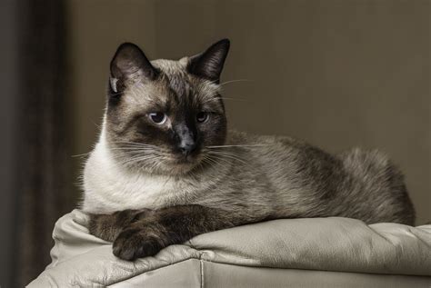 Check Out The Distinct Personality Of The Snowshoe Siamese Cat Cat Appy