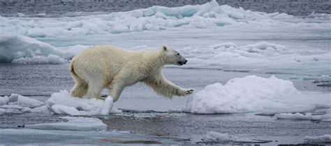 Polar Bear On The Move Photograph By Steven Upton Pixels