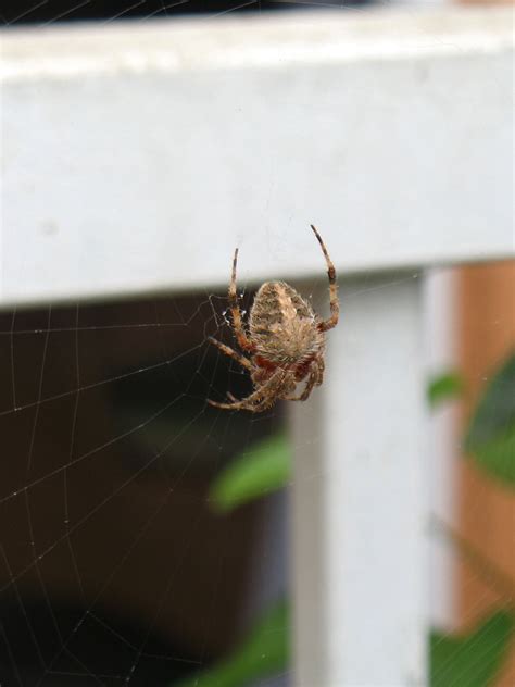 Spider In Its Web Free Stock Photo Public Domain Pictures