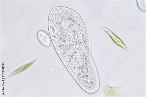Paramecium Under Light Microscope Hot Sex Picture